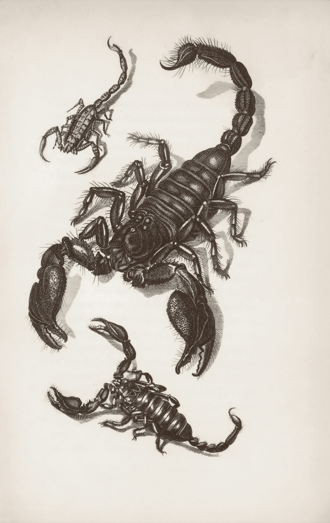 Three scorpions drawn in black and white.