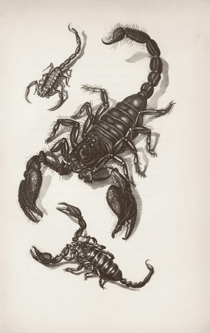 Exploring the Mysterious Allure of Scorpio Custom Crafted Necklaces