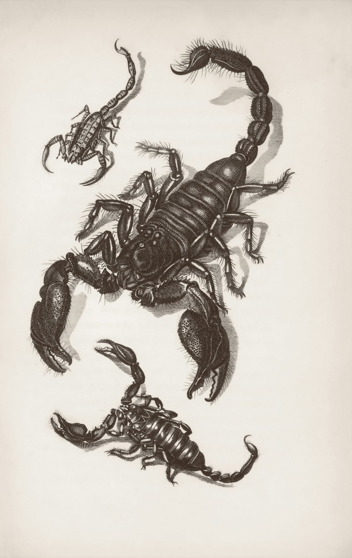 Three scorpions drawn in black and white.